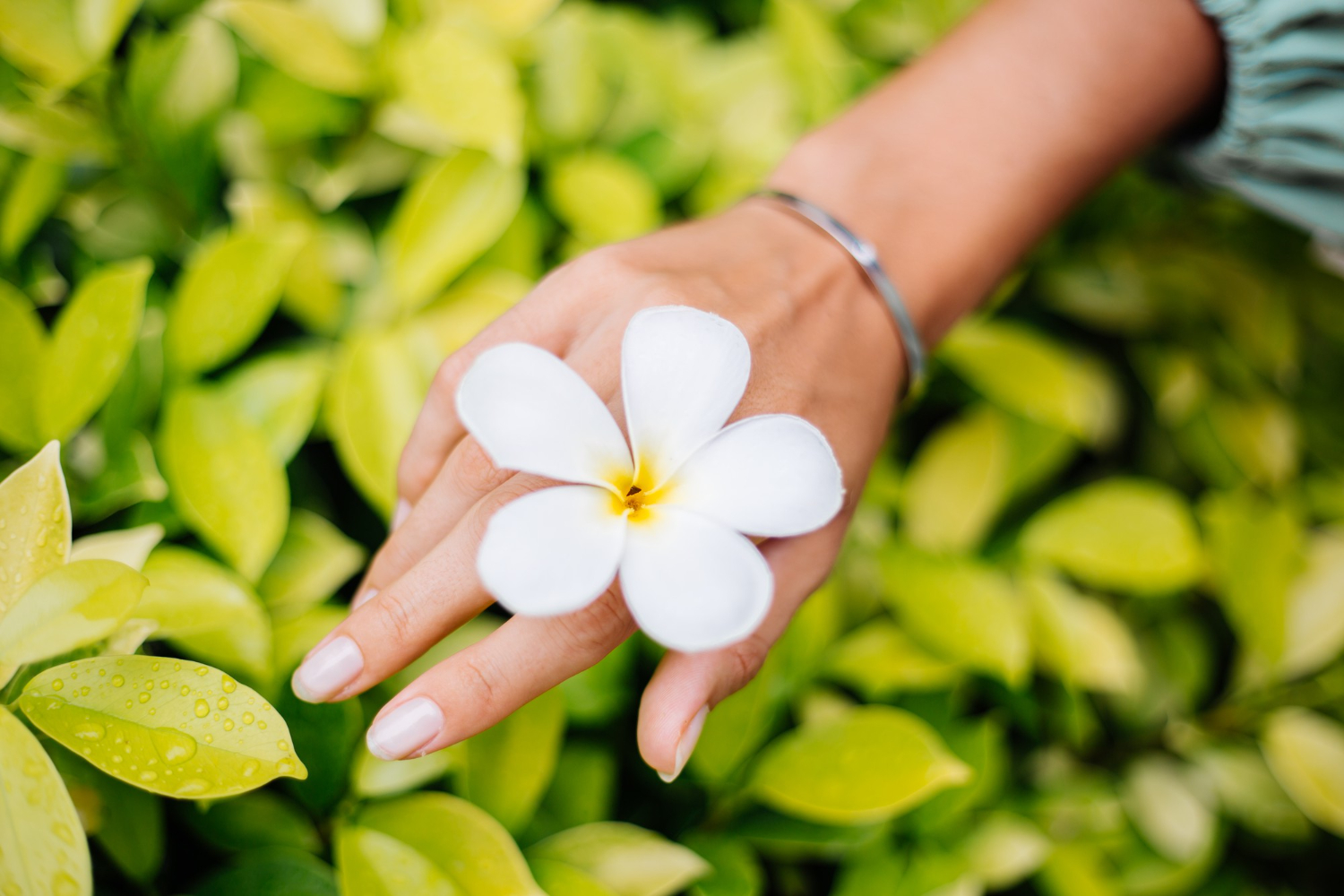 Plumeria –  kwiat dla zakochanych. Jak wygląda?